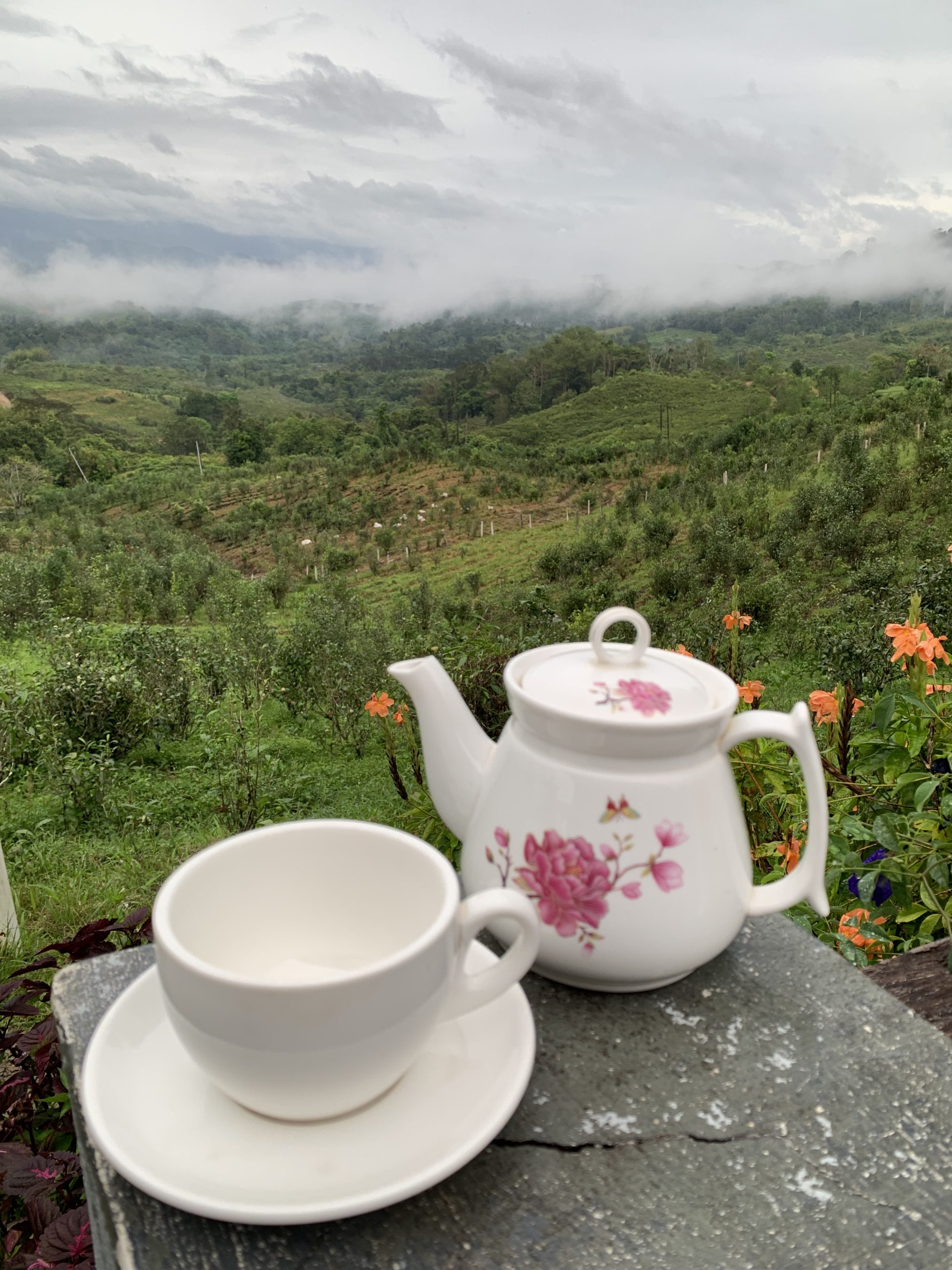 Overlooking the Organic Tea fields with a pot of tea and tea cup in view