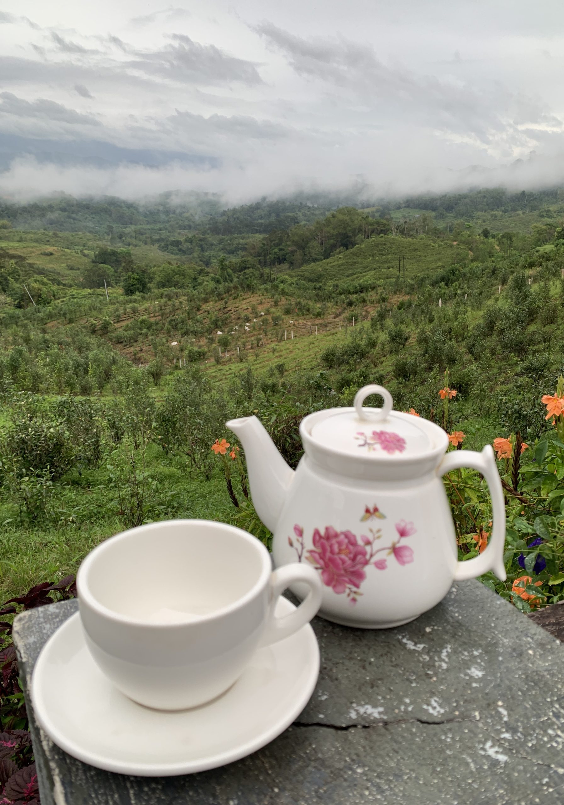 Overlooking the Organic Tea fields with a pot of tea and tea cup in view
